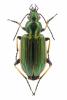 Agonum marginatum
